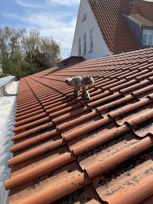 Katt med lejonklippning på ett rött tegeltak framför ett vitt hus med lutande tak.