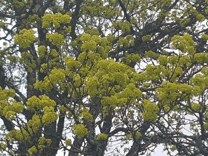 Blommande lönnträd med gula blomklasar mot en suddig bakgrund.