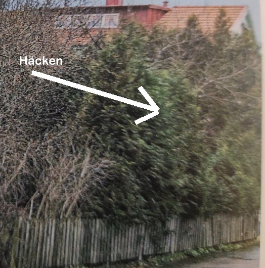 Lush green hedge thriving beside a wooden fence with a pointer and text 'Häcken' indicating the hedge's growth.