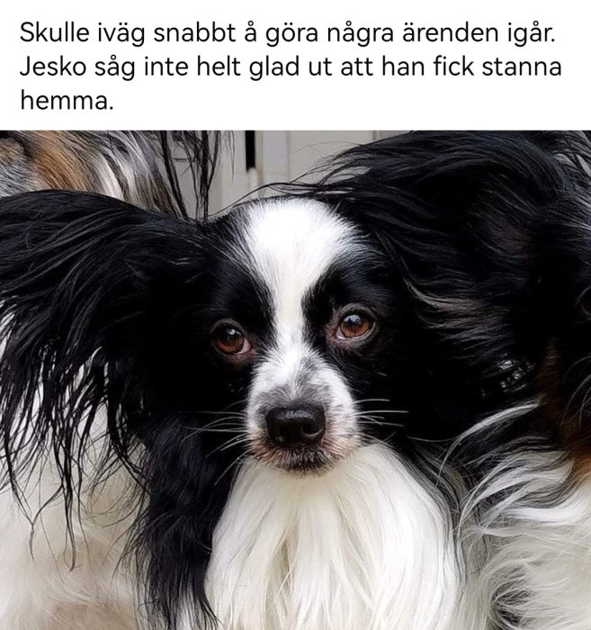 Svartvit hund med beklämd blick och en text om att den heter Jesko och inte fick följa med på ärenden.