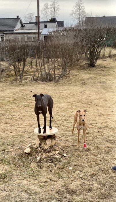 En svart hund stående på en stubbe med en bänkskiva ovanpå, bredvid ser vi en ljusbrun hund.