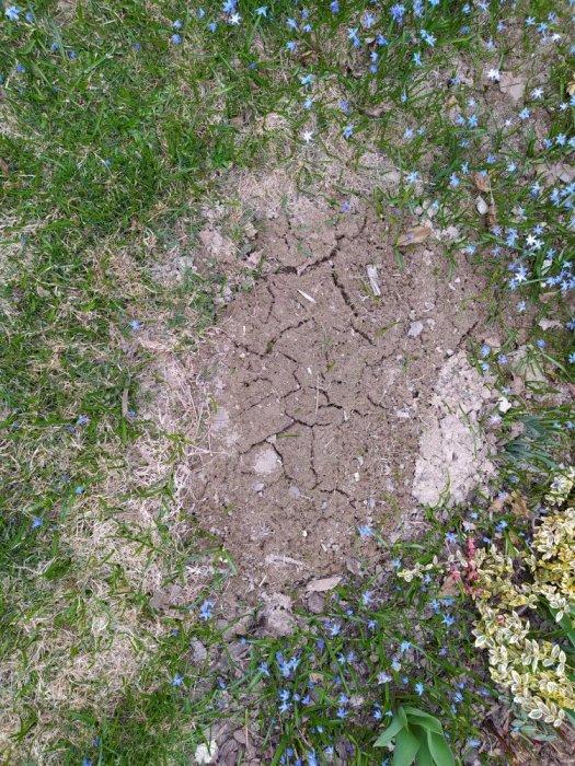Torra spruckna jordklumpar i en gräsmatta omringade av blå stjärnblommor och grönt gräs.