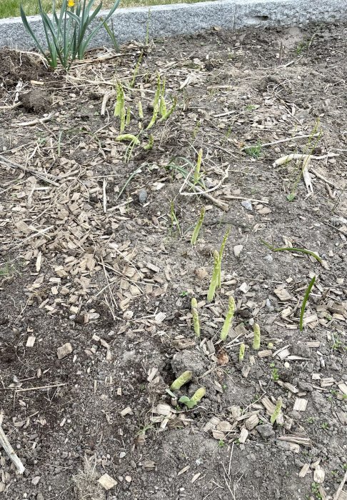 Sparrisplantor som gror i en rad med marktäckning av träflis och jord.