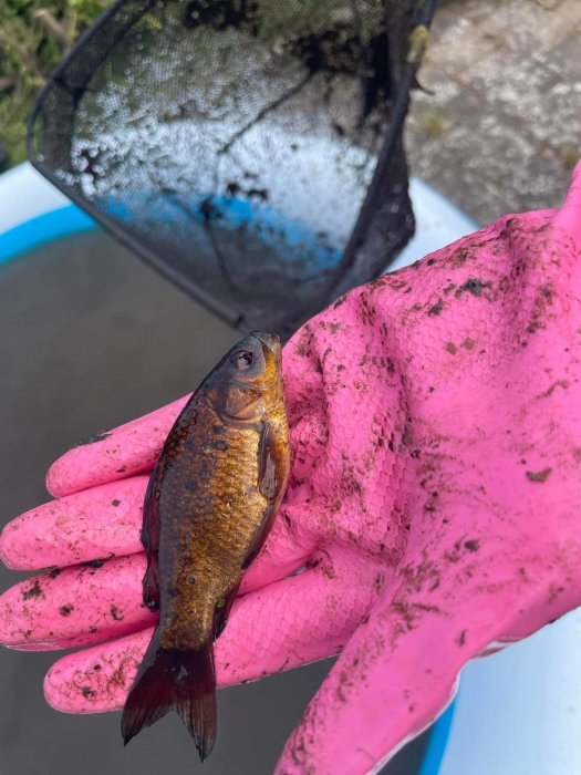 En person i rosa handskar håller en liten fisk framför en tömd damm.