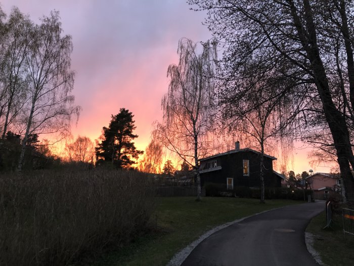 Solnedgång med rosa och orange himmel bakom silhuetter av träd och ett hus.