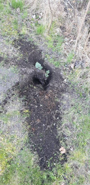 Stort hål grävt i trädgård jord med en nyplanterad rabarberplanta i mitten, omgivet av gräs.