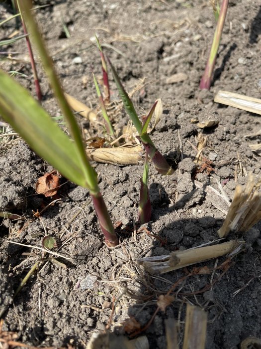 Nya skott av bergsbambu som växer upp ur marken omgivna av jord och torra bambublad.