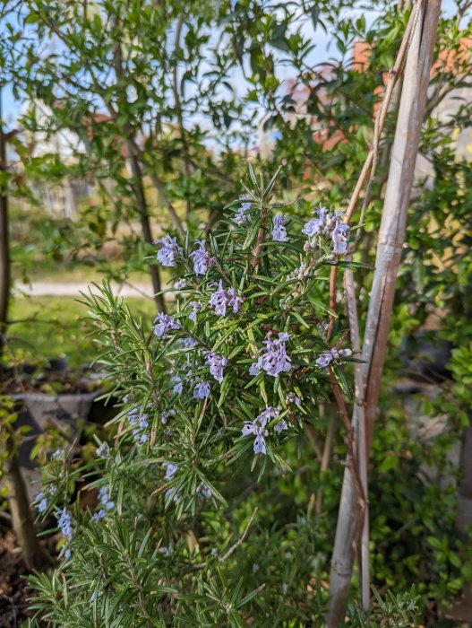 Rosmarinbuske med lavendelfärgade blommor i en trädgårdsmiljö.