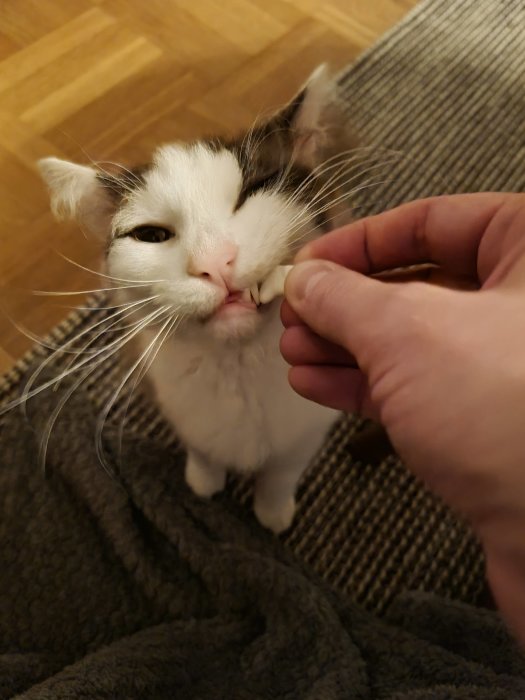 Katt står på bakbenen och äter från en hand, ser tveksam ut.