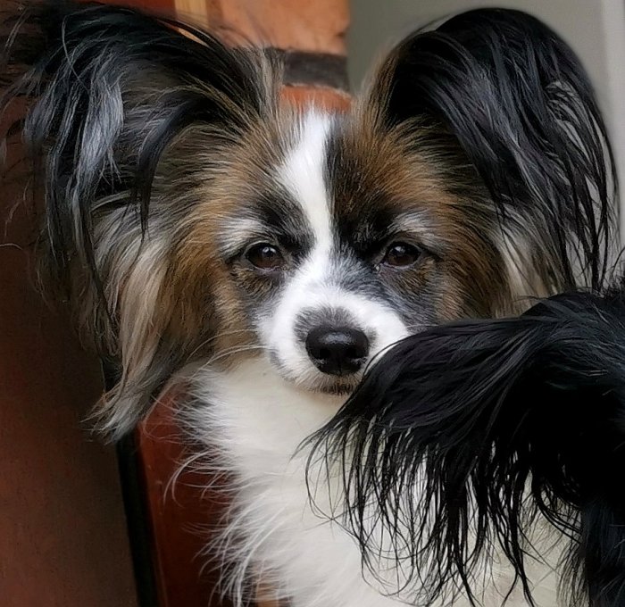 Närbild av en Papillon-hund med fluffiga öron och trefärgad päls.