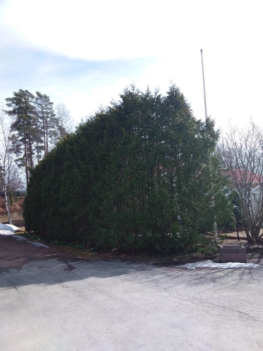 Område före ogräsrensning med en hög thuja häck vid en asfalterad yta och en flaggstång i bakgrunden.