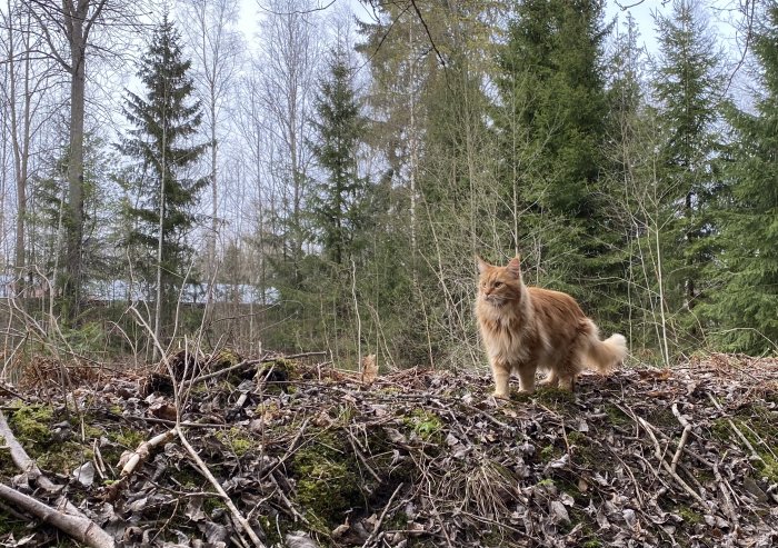 Röd långhårig katt poserar på en gammal skjutvall i skogsmiljö.