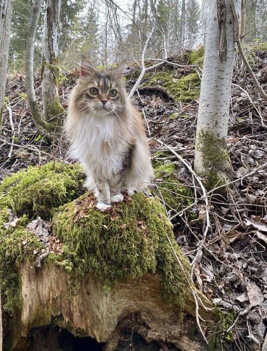 En långhårig katt poserar på en mossa-täckt trädstubbe i skogen.