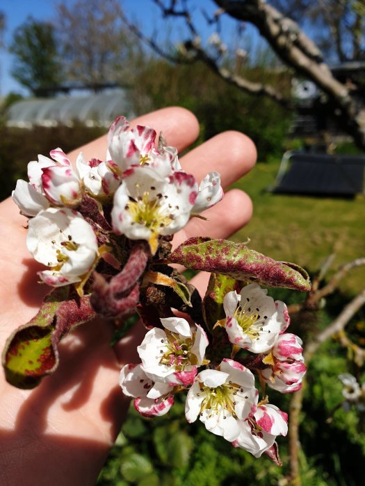 Hand håller gren med päronträdsblommor som har rosa fläckar på bladen, trädgården i bakgrunden.