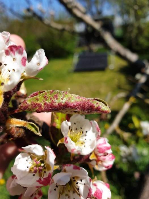 Päronträdsblad och blommor med rosa fläckar indikerar sjukdomsangrepp, oskarp bakgrund av trädgård.