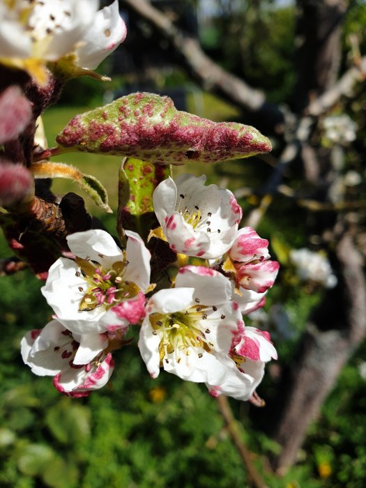 Päronträdsblommor och blad med rosa fläckar indikerar sjukdom eller angrepp.