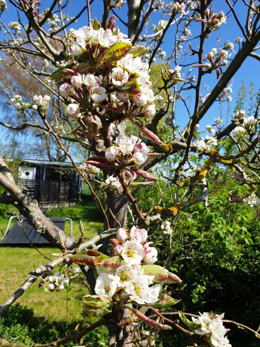 Päronträd med vita blommor och blad som har rosa fläckar vilket tyder på angrepp.