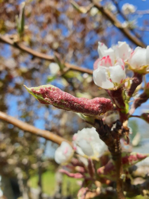 Päronträdsblad med rosa fläckar nära vita blommor som tecken på sjukdomsangrepp.