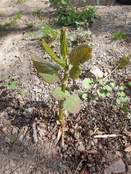 Unge planta som misstänks vara parkslide, med nyutsprungna blad och grenar, i grusig jord.