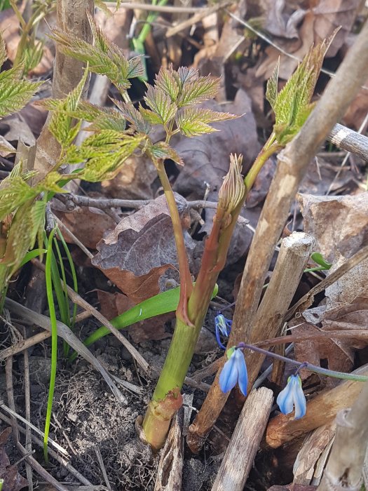 Närbild på unga plymspirea-skott med omgivande löv och blå blommor på marken.