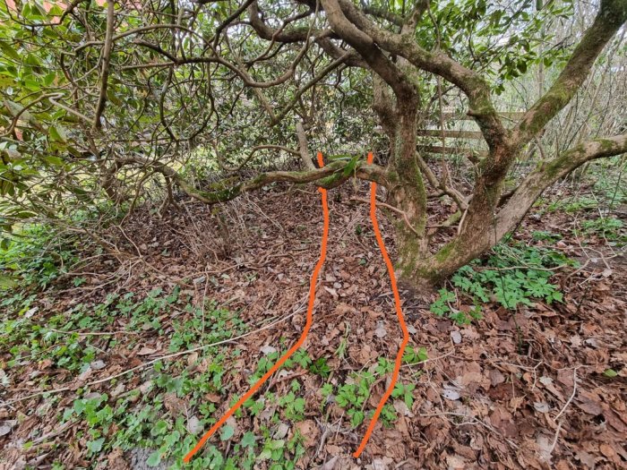 En tänkt körväg markerad med orangea pilar genom buskage och över en låg mur, omgiven av löv och grenar på marken.