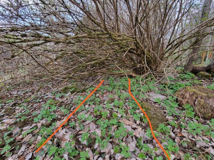 Platt mark med två orangea pilar som visar tänkt körväg genom löv och buskage.