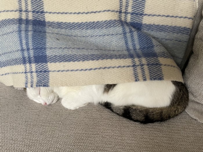 Katt gömmer sig under rutig filt på en soffa.