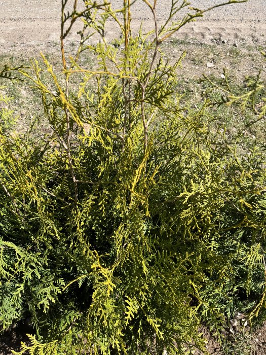 Thuja Brabant-häck med tecken på gulnande blad, antydan om vattenstress eller näringsbrist.