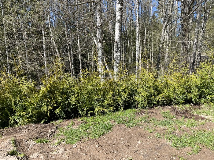 Rad av nyplanterade thuja Brabant som börjar gulna, med skog i bakgrunden.