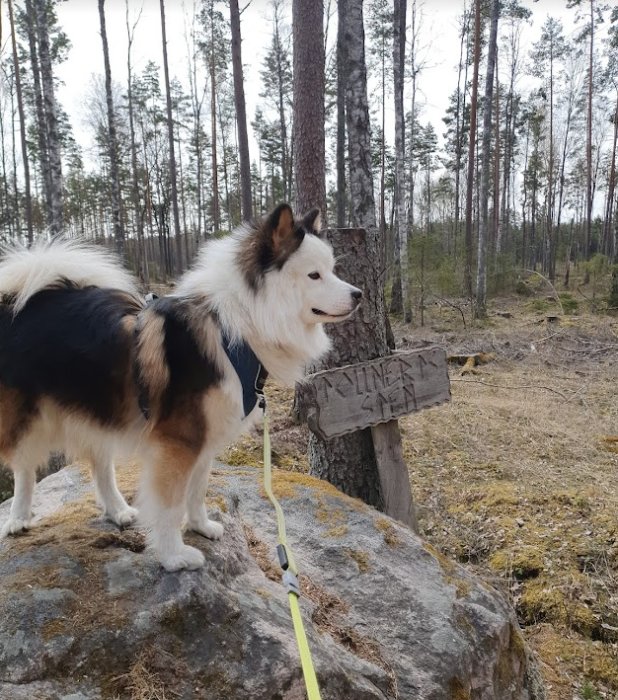 Hund som poserar på en sten bredvid en skylt med texten "Kilene 5 km" i en skog på Hammarö.