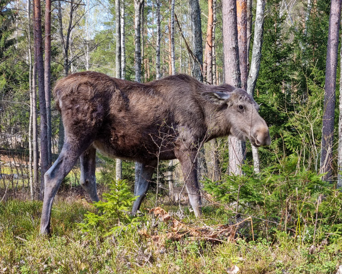 En älg som står i en ljus skogsglänta med tallar och björkar runtomkring.