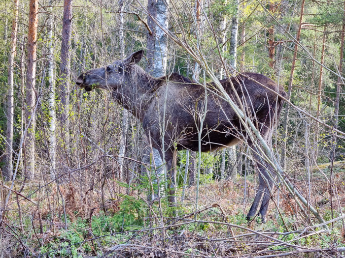 En älg står bland träd och buskar i en skogsmiljö.