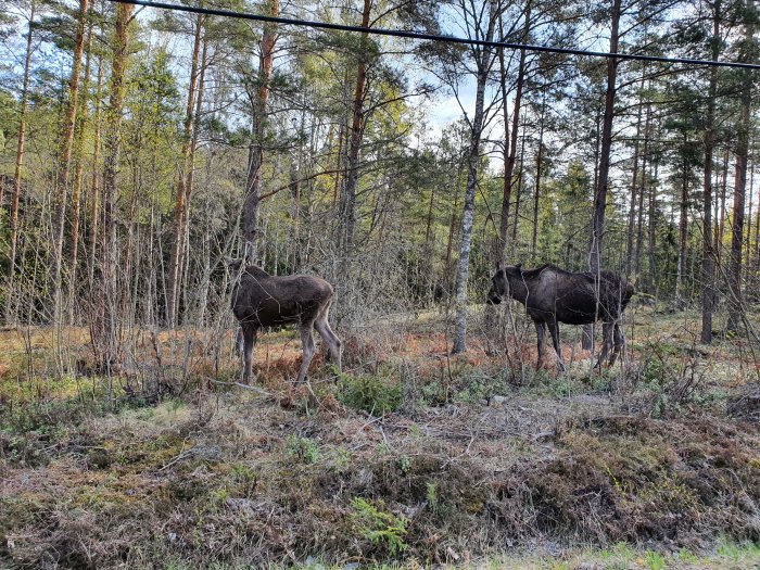 Två älgar i en skogsglänta med träd och låga växter i bakgrunden.