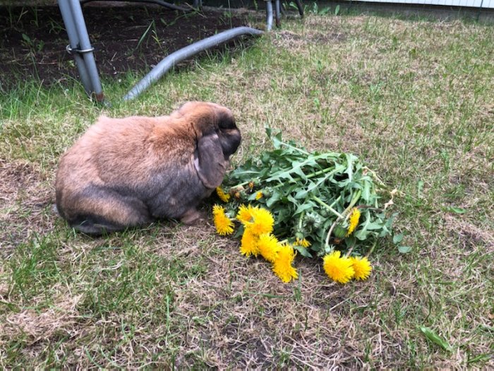 Brun kanin vid en hög med maskrosor och gröna blad på en gräsmatta.