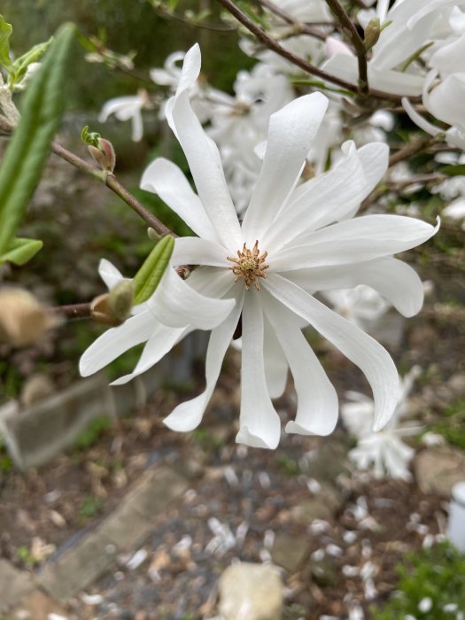 Närbild på en vit blommande stjärnmagnolia med oskärpa i bakgrunden.