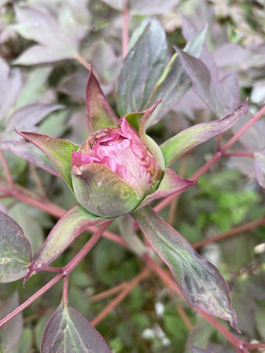 Närbild på en knoppande rosa buskpion med rödbladig bakgrund i trädgården.