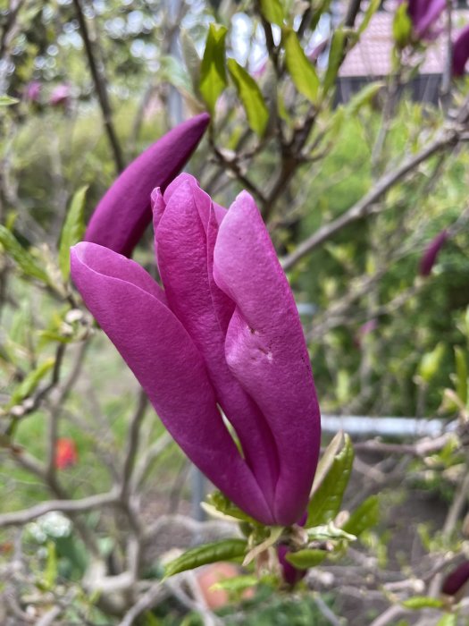 Närbild på en lila Praktmagnolia 'Susan' i knopp mot en suddig trädgårdsbakgrund.