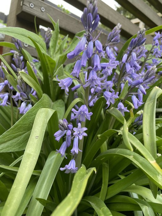 Blå pärlhyacinter blommar bland gröna blad, närbild på vårblomning i trädgården.