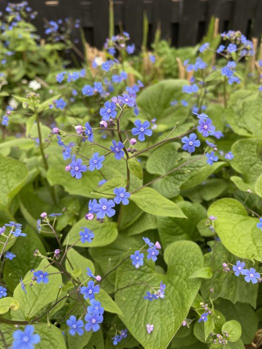 Blå kaukasisk förgätmigej i blom bland gröna blad mot en mörk bakgrund.