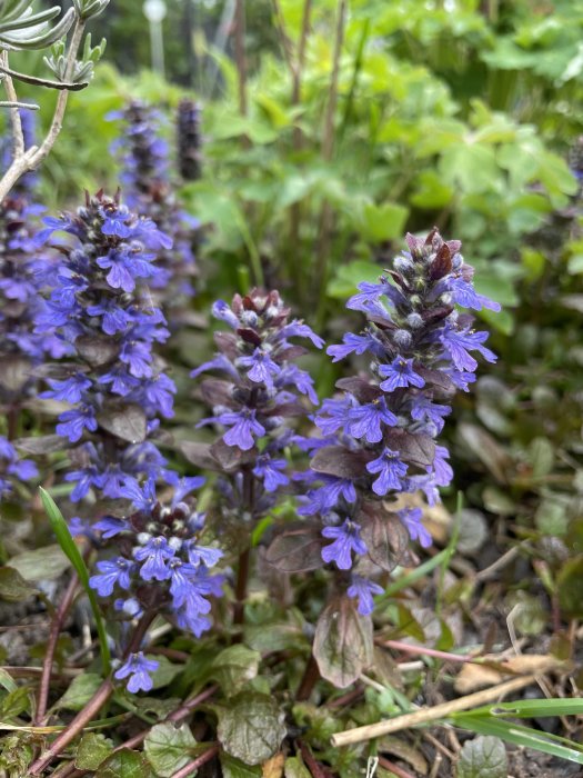 Blå blommande förgätmigej bland gröna blad och rödaktig lövverk i en trädgårdsrabatt.
