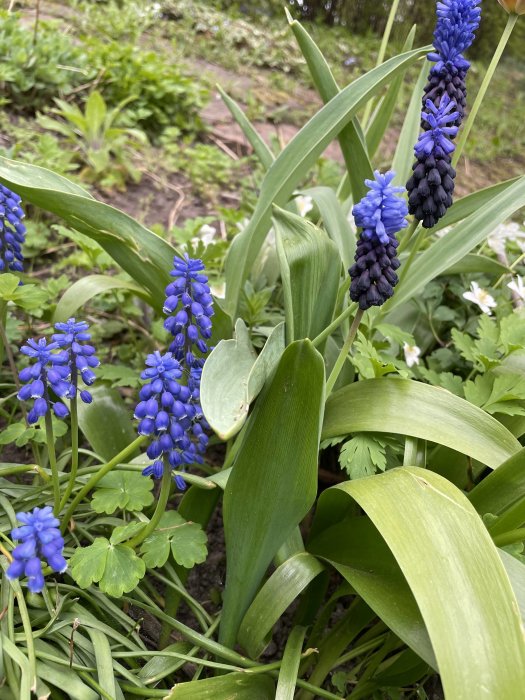 Blå pärlhyacinter och grönt lövverk i vårträdgård med suddiga växter i bakgrunden.