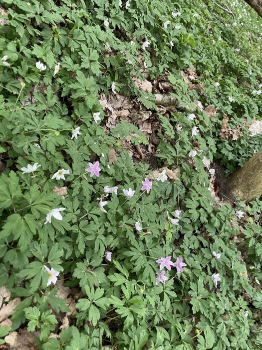 Vitsippor i olika färger blommar tillsammans på en skogsmark täckt av löv.