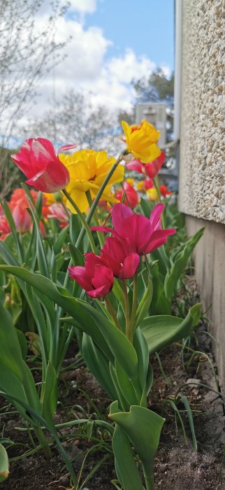 Flerfärgade tulpaner i förgrunden med röda, gula och rosa nyanser, intill en husvägg.