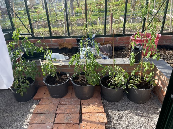 Tomatplantor i svarta krukor på tegelgolv inne i ett växthus med trädgårdsutrustning i bakgrunden.