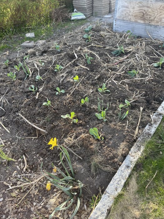 Nyplanterad kål i en odlingsbädd utomhus med spridda höstlöv och en gul blomma i förgrunden.