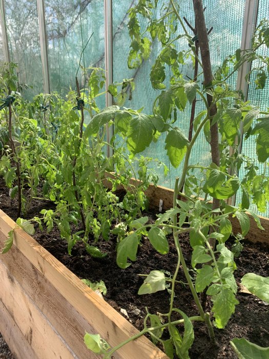 Tomatplantor i rad i ett växthus med nätväggar och en träkant runt odlingsbädden.