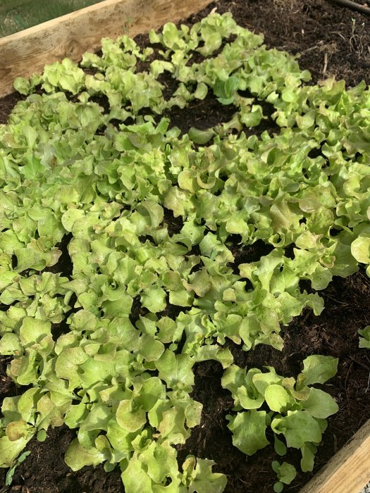 Salladskultingar i olika storlekar som växer i ett växtlåda med mörk jord.
