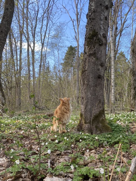 En röd katt sitter bland vitsippor i en skog med träd och blå himmel i bakgrunden.