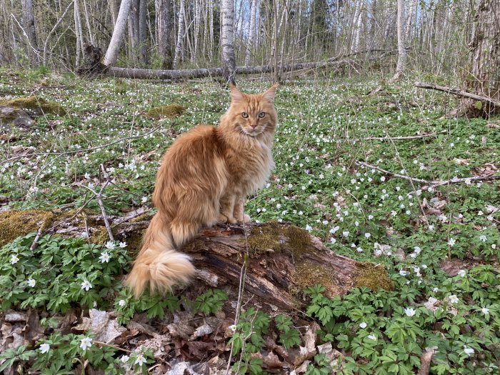 Rödbrun katt som sitter på en trädstam i en skog full av vitsippor.