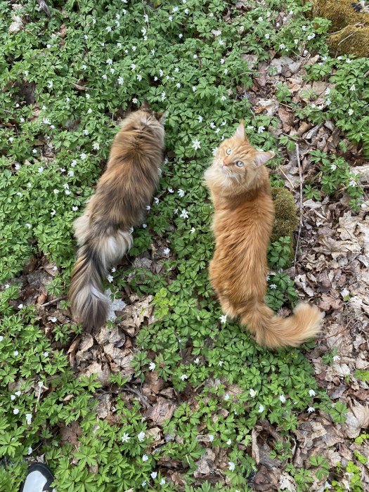 Två katter utforskar en blomstrande skogsbotten med vitsippor, en tittar uppåt.